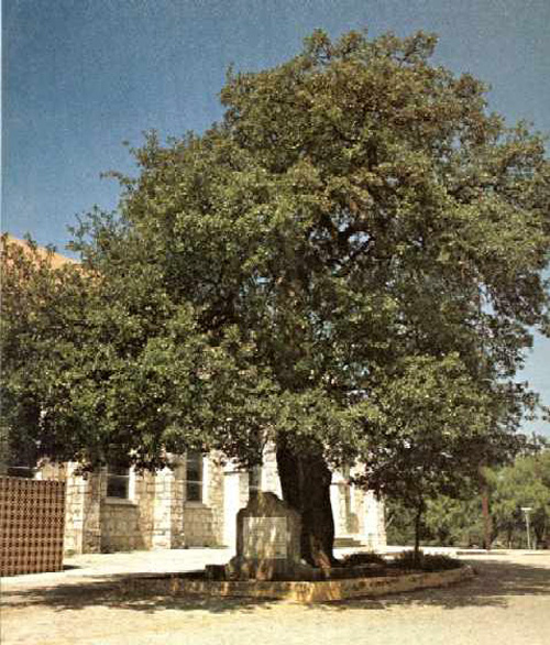 Church Oak-1969